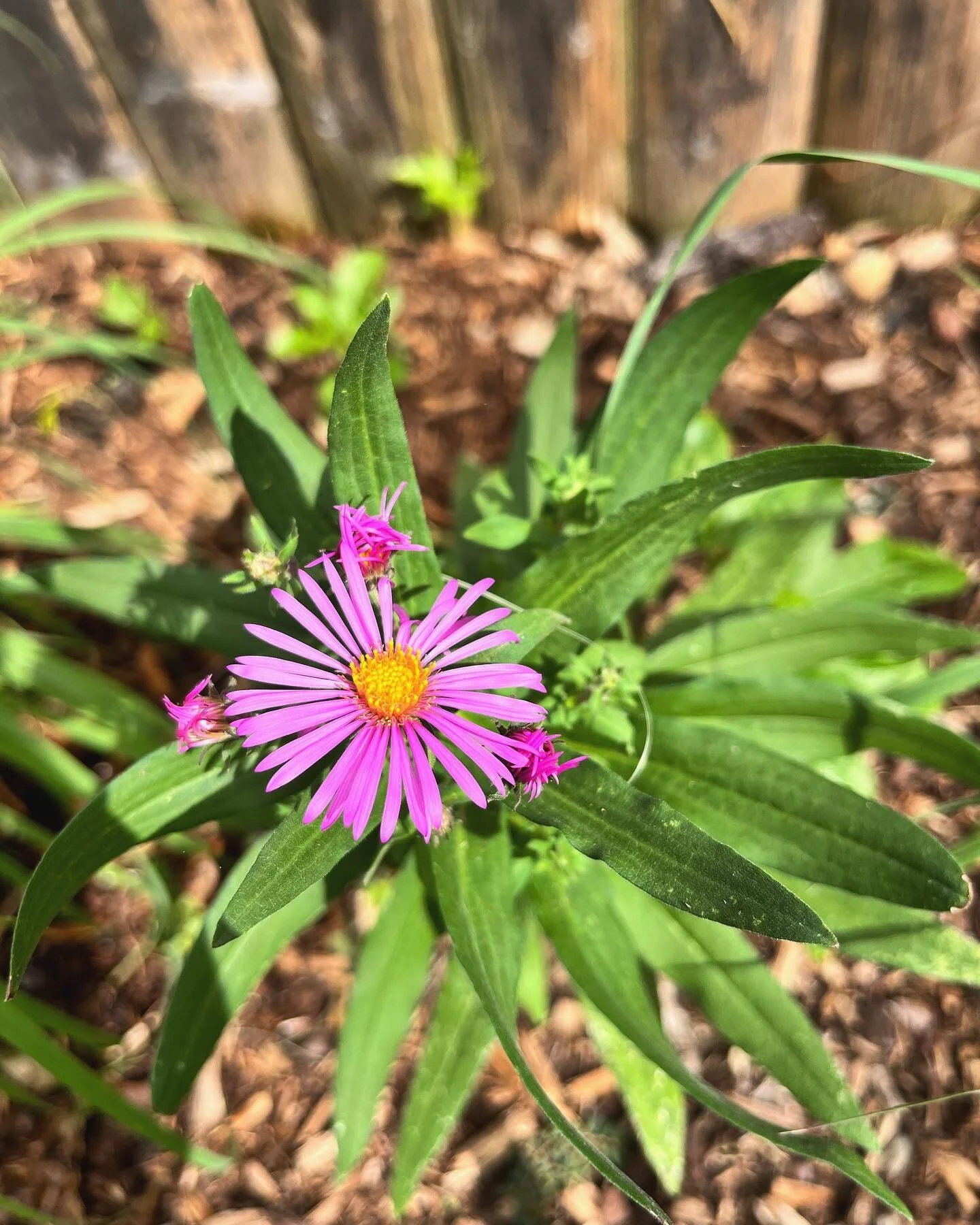 New England Aster. First of these to bloom - all of my native plants were started from seed last winter&hellip;this was planted in the garden in July. 

#capecodgardening #capecodnativeplants #spiritgarden