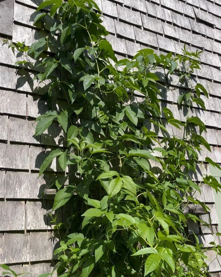 Passionflower (Passiflora incarnata) and the Maypop fruit. This is native to North America, more specifically the south east. These plants have been going strong for three years.

#capecodgarden #perennialedible #nativeplants