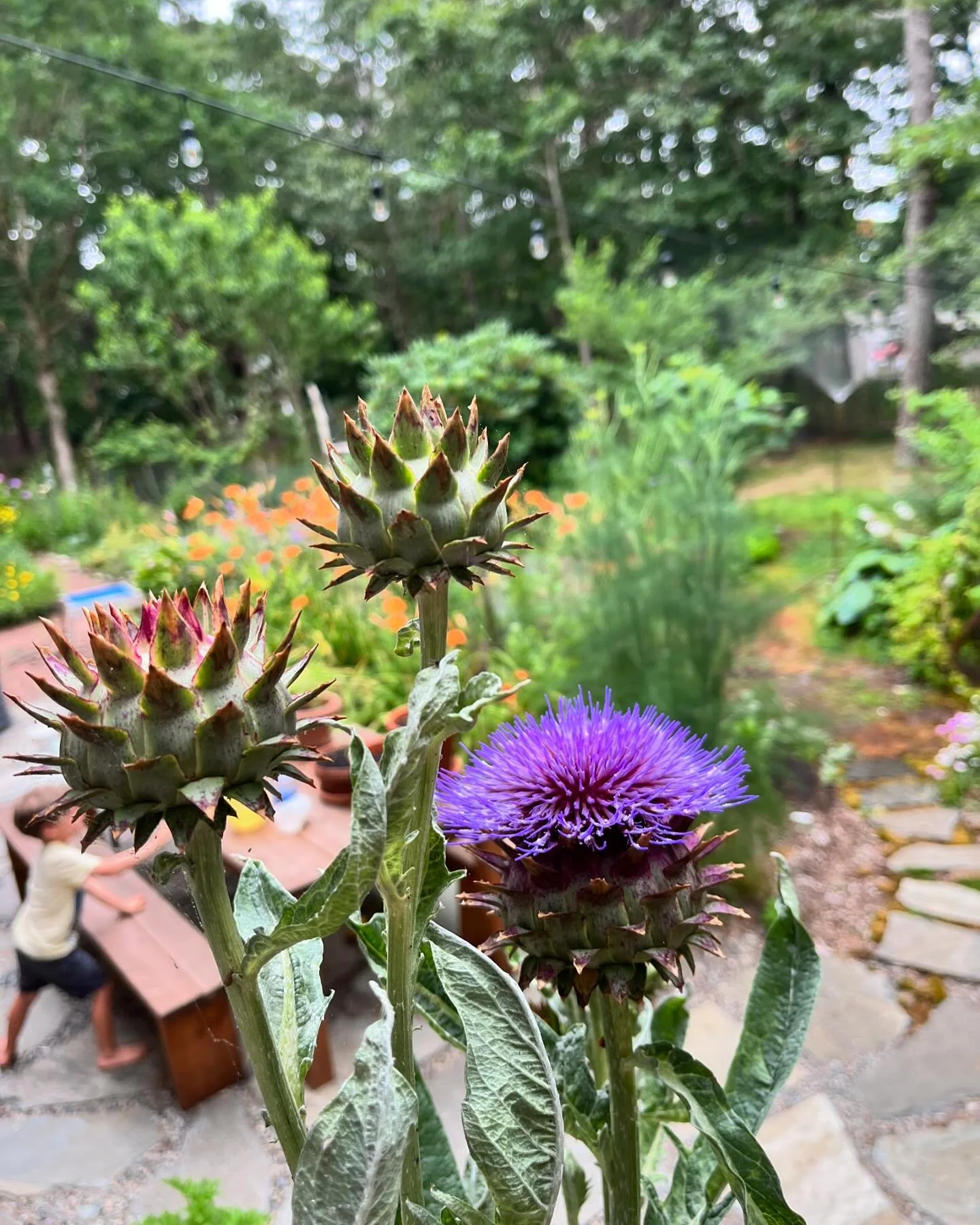 Cardoon (Cynara cardunculus) - started this from seed last year. This is the sole survivor in this south facing microclimate. It&rsquo;s about 7+ ft tall. Haven&rsquo;t gotten into eating it yet.

This species grows wild in the Mediterranean where it