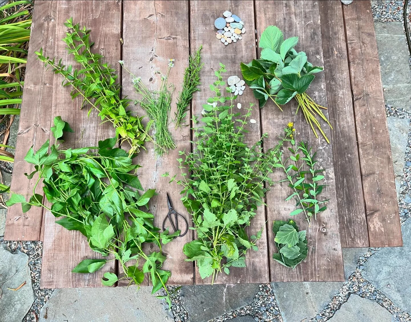 About the time I like to start messing around with different tea combinations. Shown here is mint, passion flower, chamomile, sweet/anise goldenrod, lemon balm, strawberry, St. John&rsquo;s wort, and marshmallow. Also got to some lavender and boneset