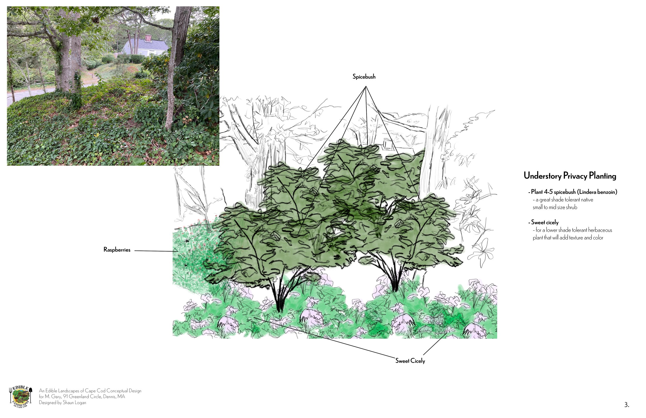 Privacy Planting - Spicebush - page 3 copy.jpg