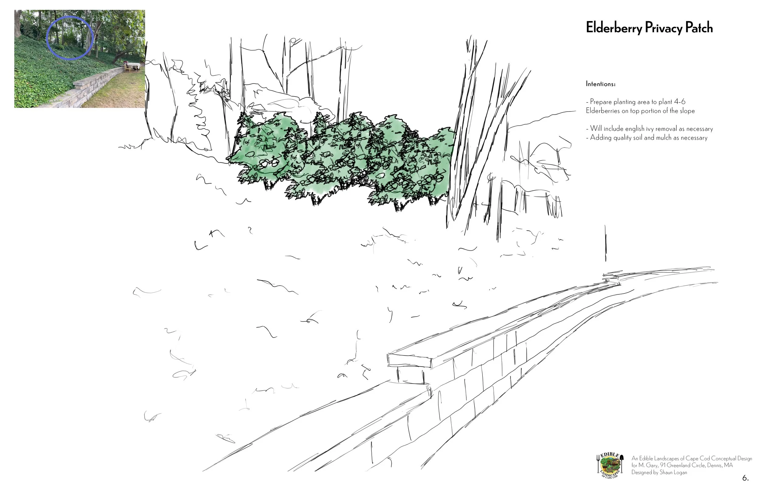 Elderberry Privacy Planting copy.jpg