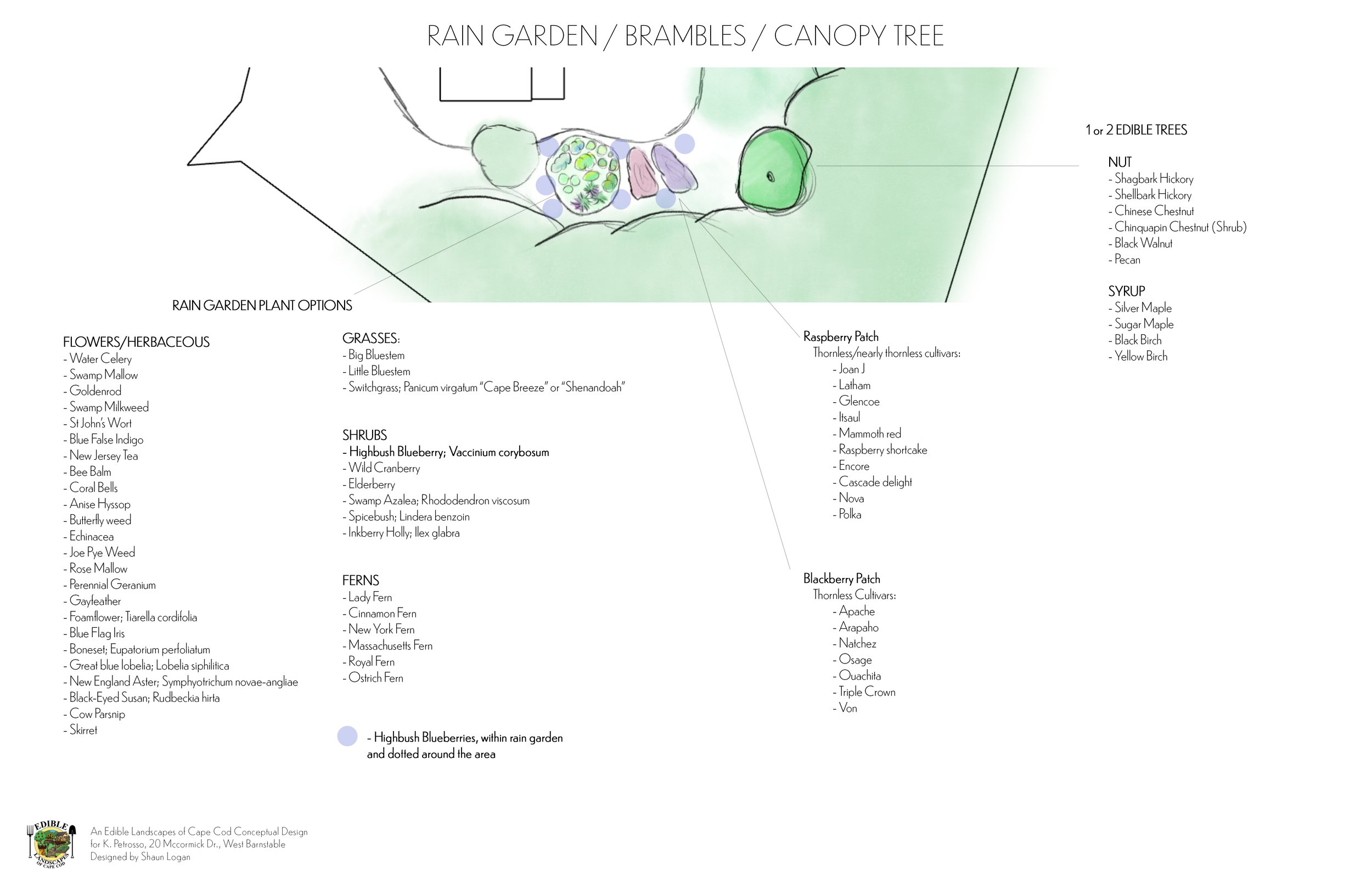 Rain Garden, Raspberry, blackberry, Nut Tree.jpg