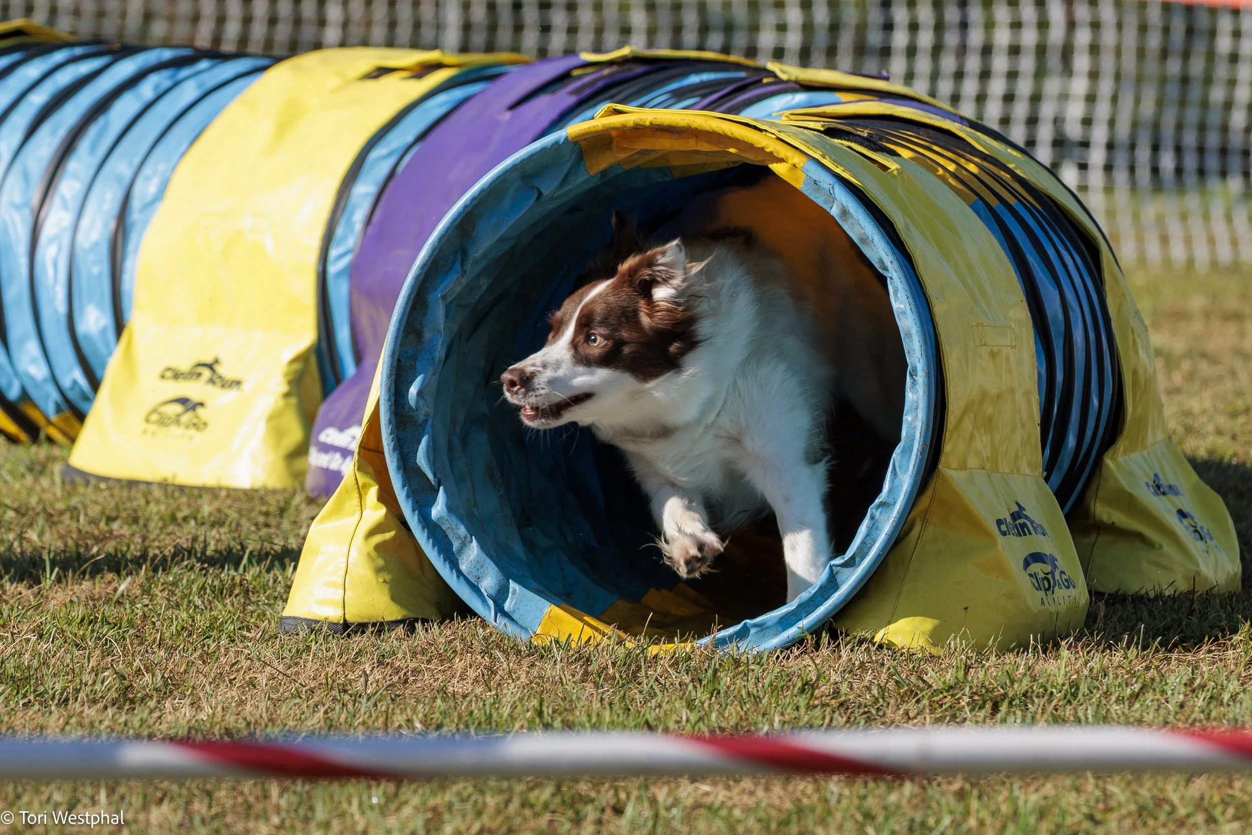 Dog running through a colorful agility tunnel on grass in an outdoor setting.
