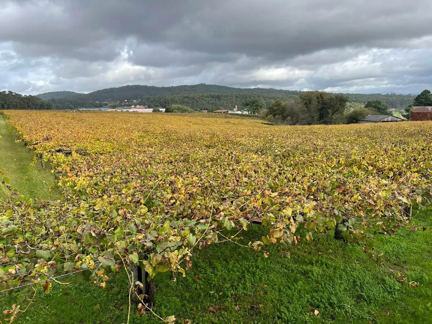 granbazan-winery-vineyards.jpeg