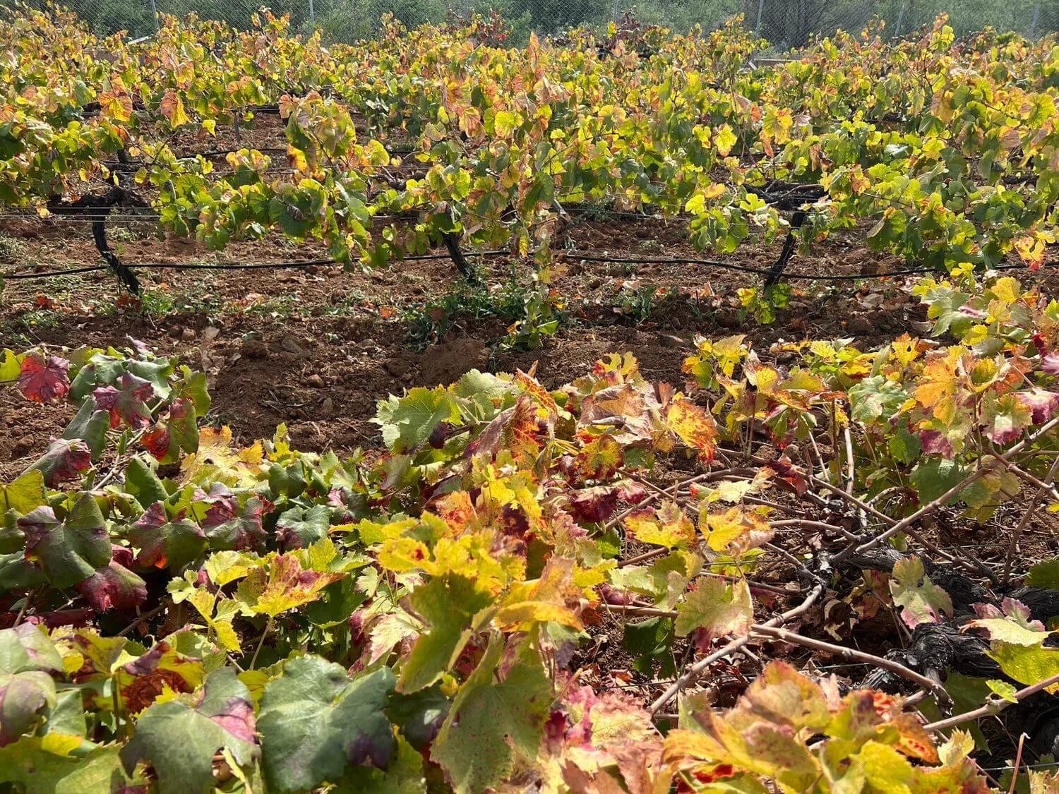 bodega-lagar-de-chasna-vilaflor-vineyards.jpeg