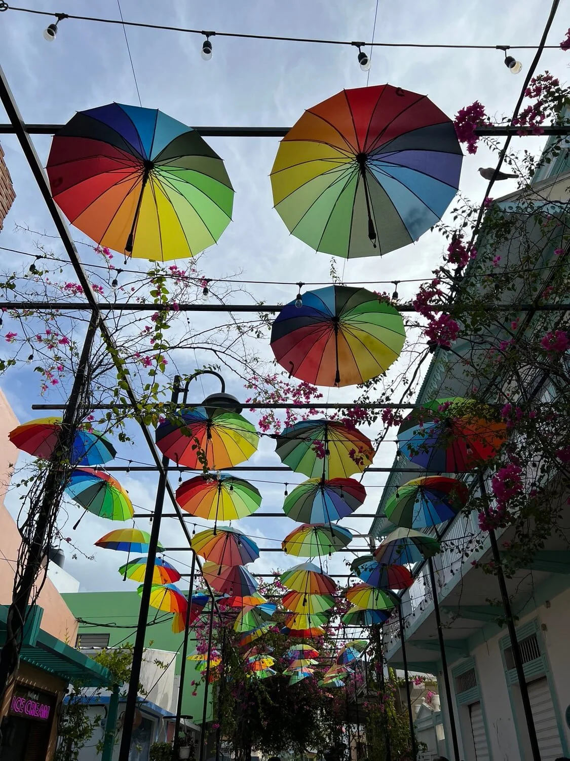 umbrella-street-dr.jpeg