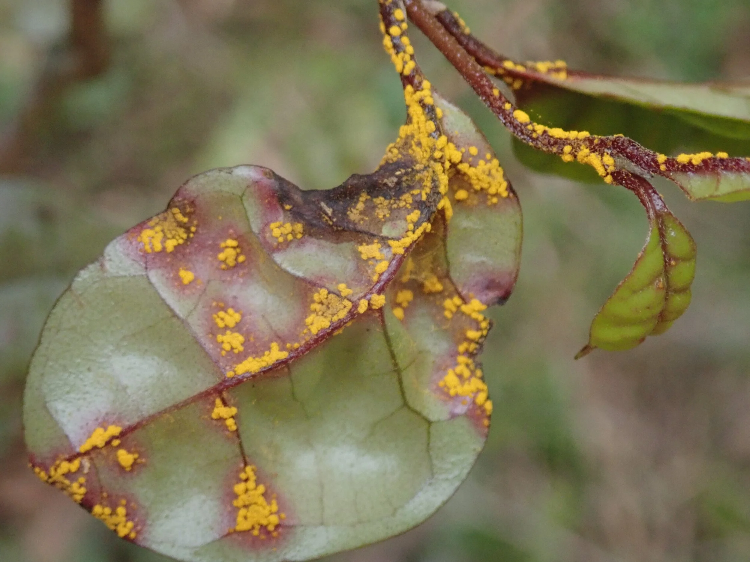 Myrtle rust reported in Christchurch - Chris Lynch Media