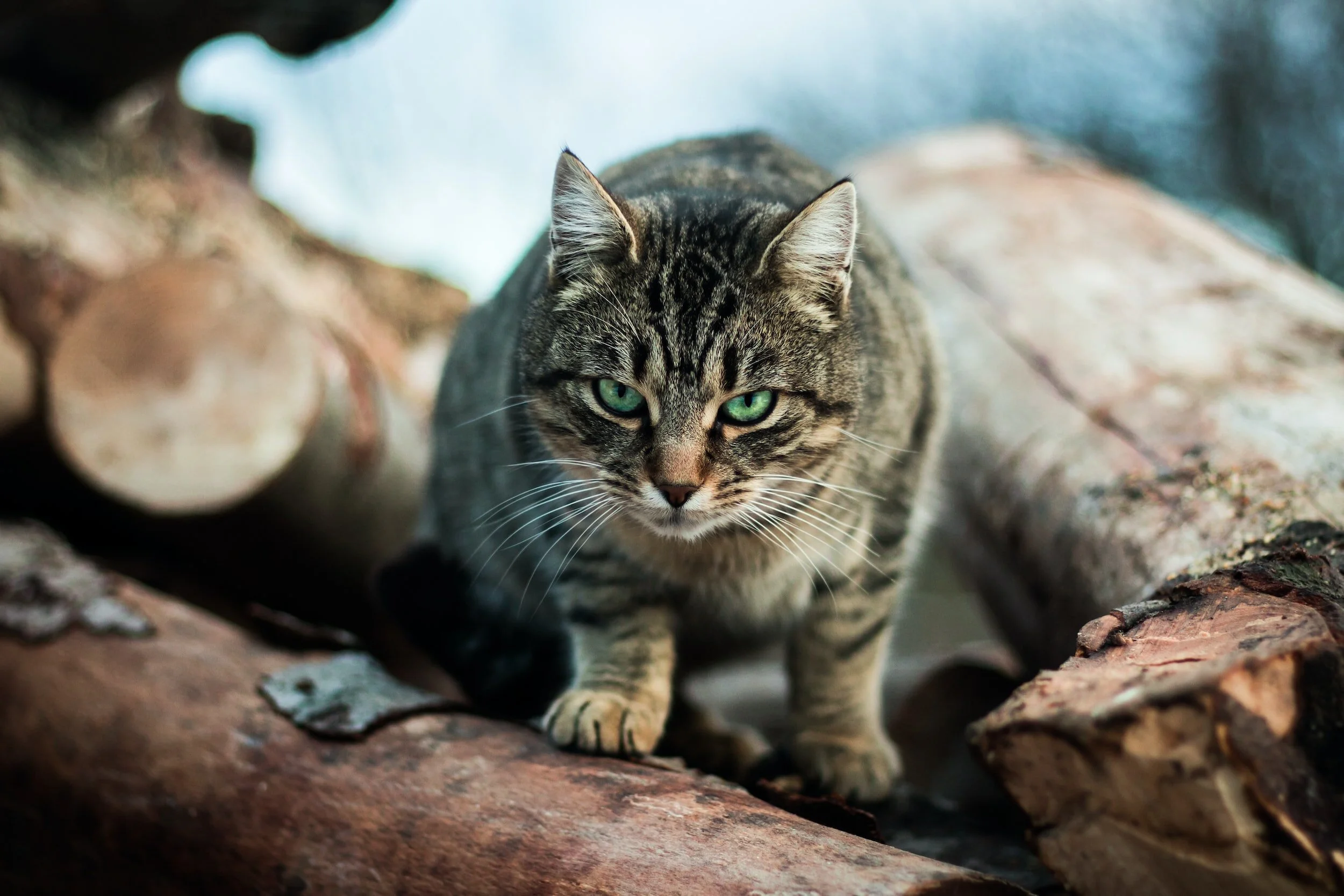 Feral cat hunting category returns to North Canterbury hunting