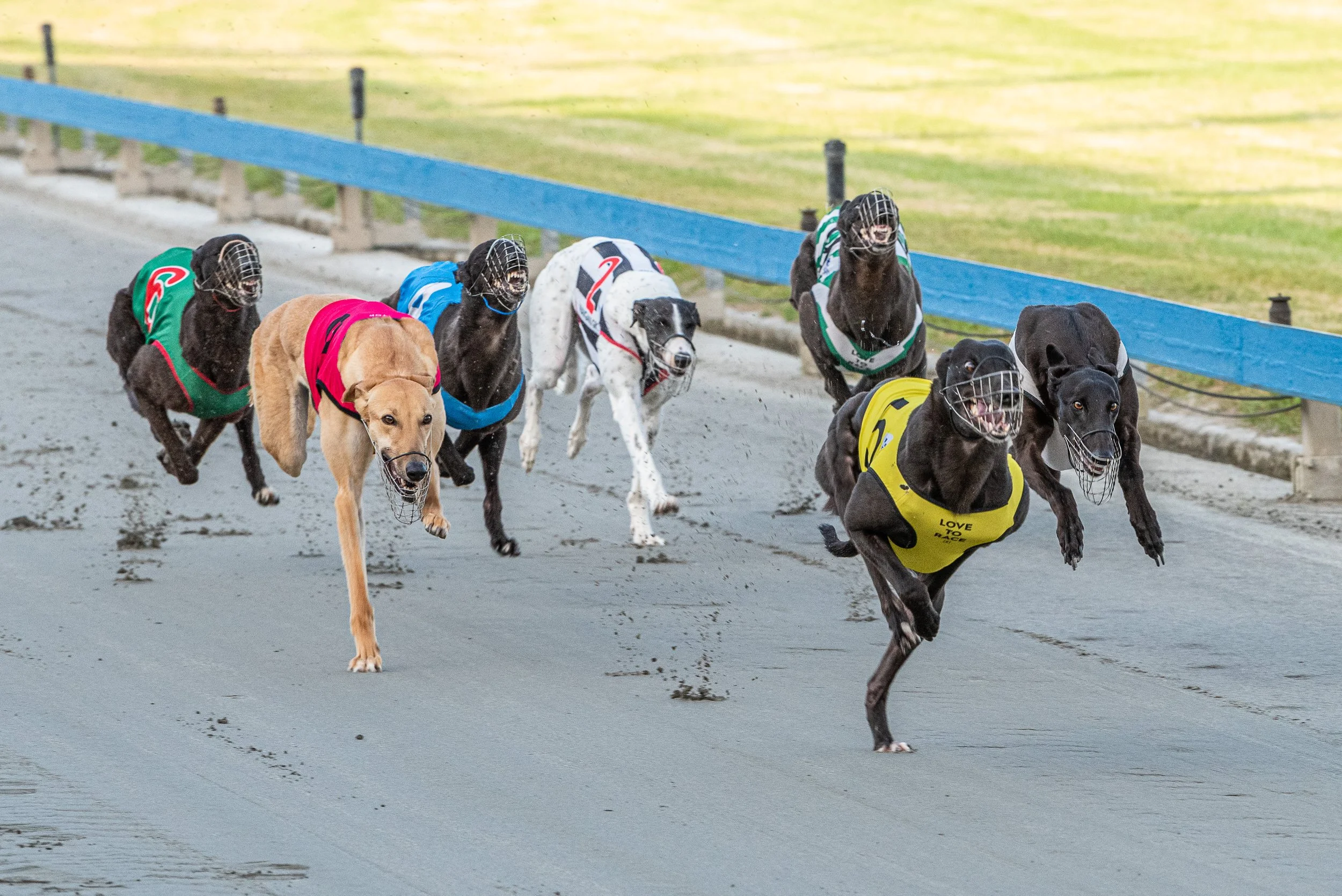 Wheeling Greyhound Results - djfrbgc
