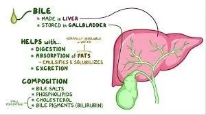 The Overlooked Role of Bile in IBS, Constipation, and Hormone Balance