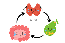 The Thyroid–Gut Connection: Why Women with IBS Often Feel Cold, Tired, and Foggy