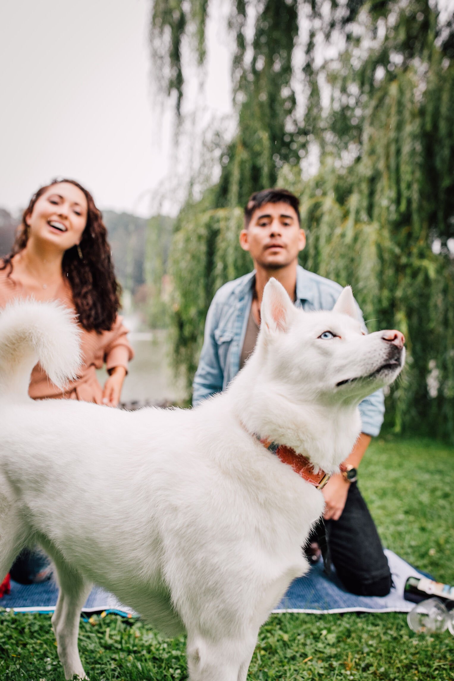  pablo and jessica laugh in the background as their dog looks up and off camera during their dog engagement photos session 