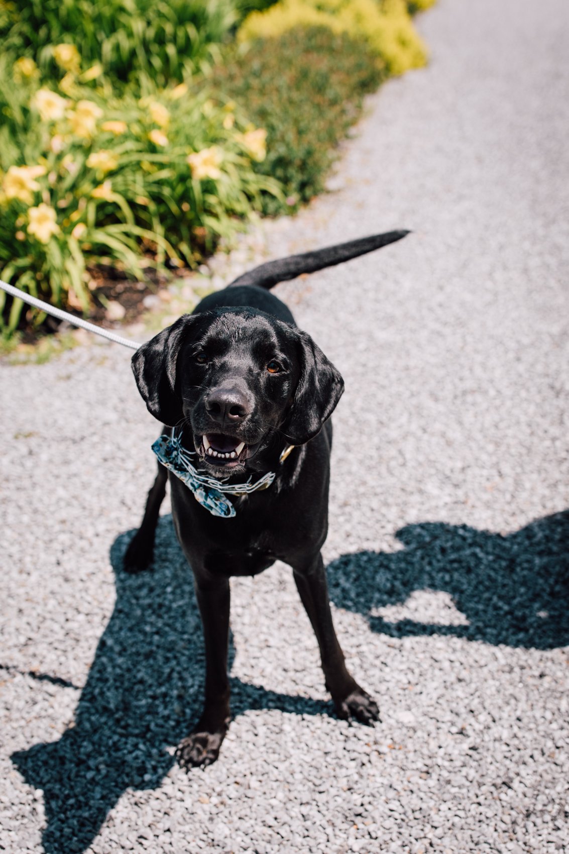  A black lab wears a paisley bowtie for a barn wedding in Central NY 
