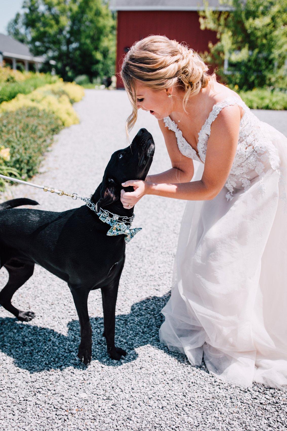  Bride greets her dog, a black lab, before their barn wedding with dogs in Cazenovia, NY 