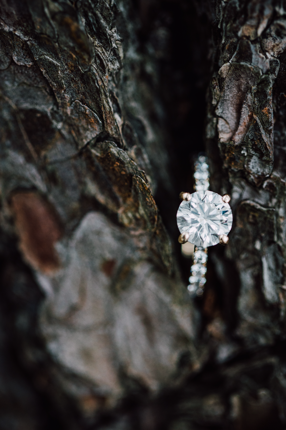  Closeup of a solitaire diamond engagement ring nestled among tree bark 