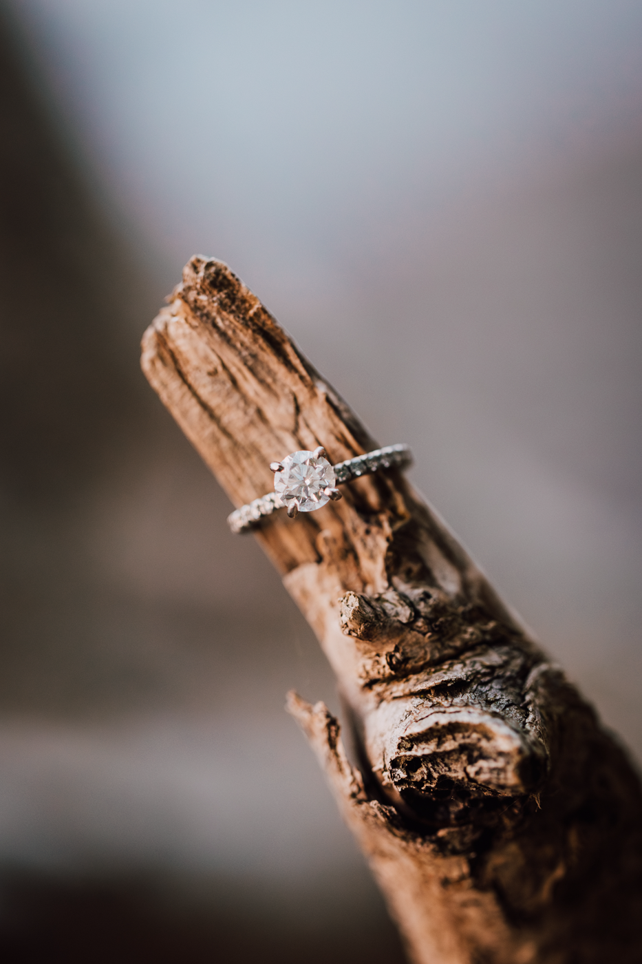  Close up of a solitaire engagement ring perched on some driftwood 