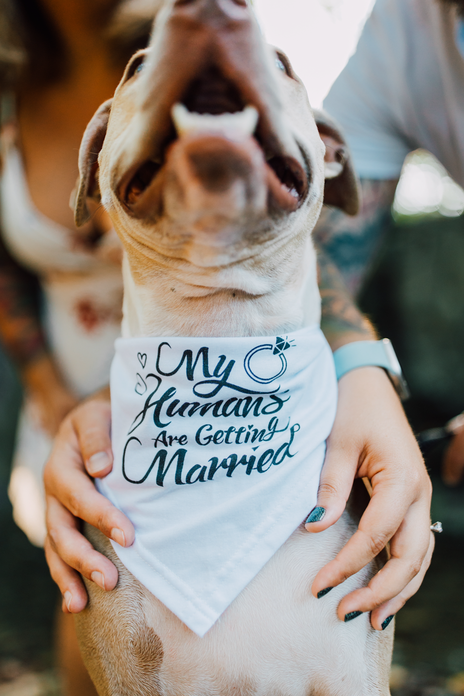  Engaged photos with dog wearing a bandana that says “My humans are getting married” 