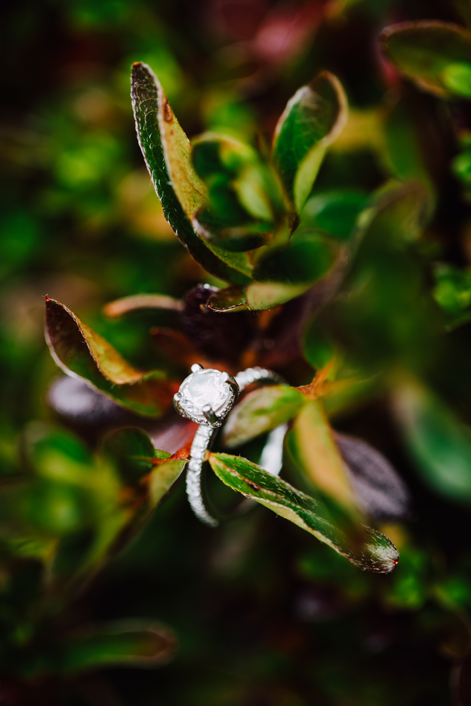  Close up of a solitaire engagement ring perched on a branch 