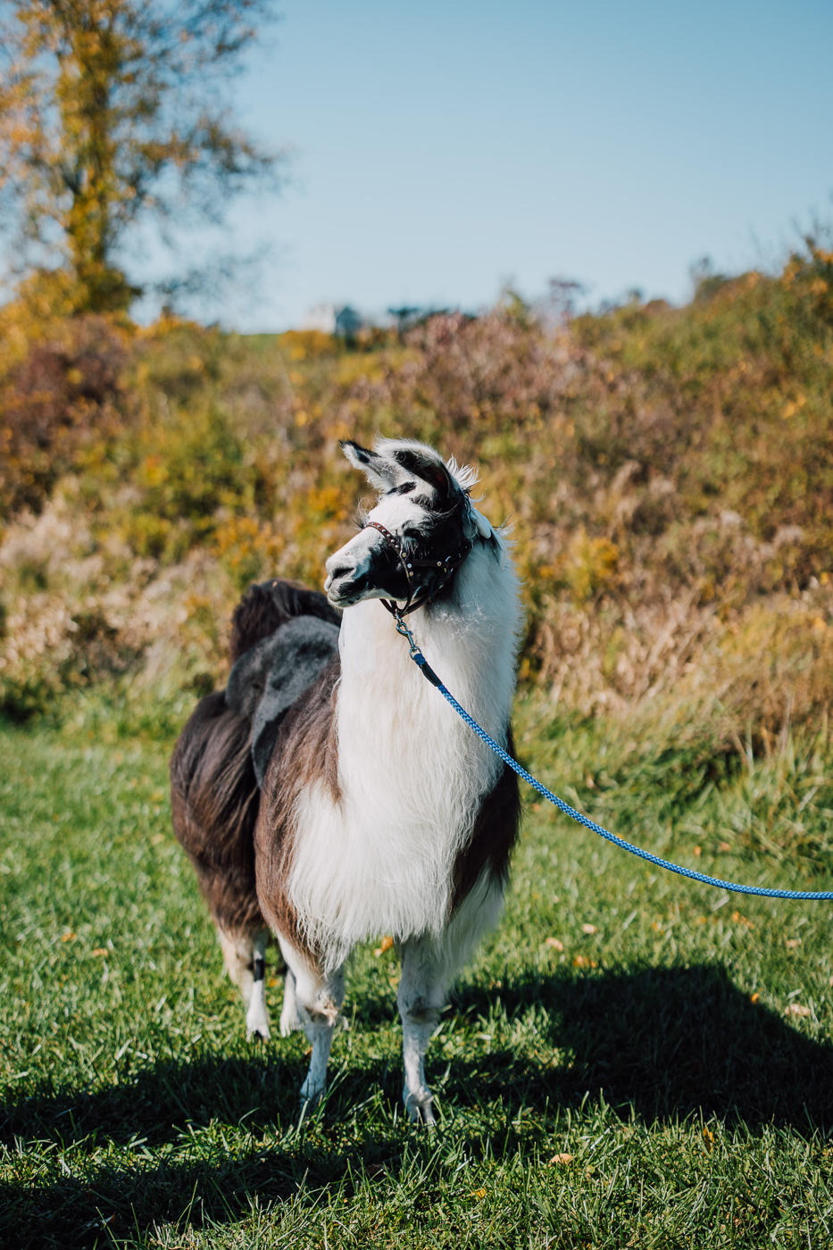  Alpaca at an outdoor wedding in Central NY 