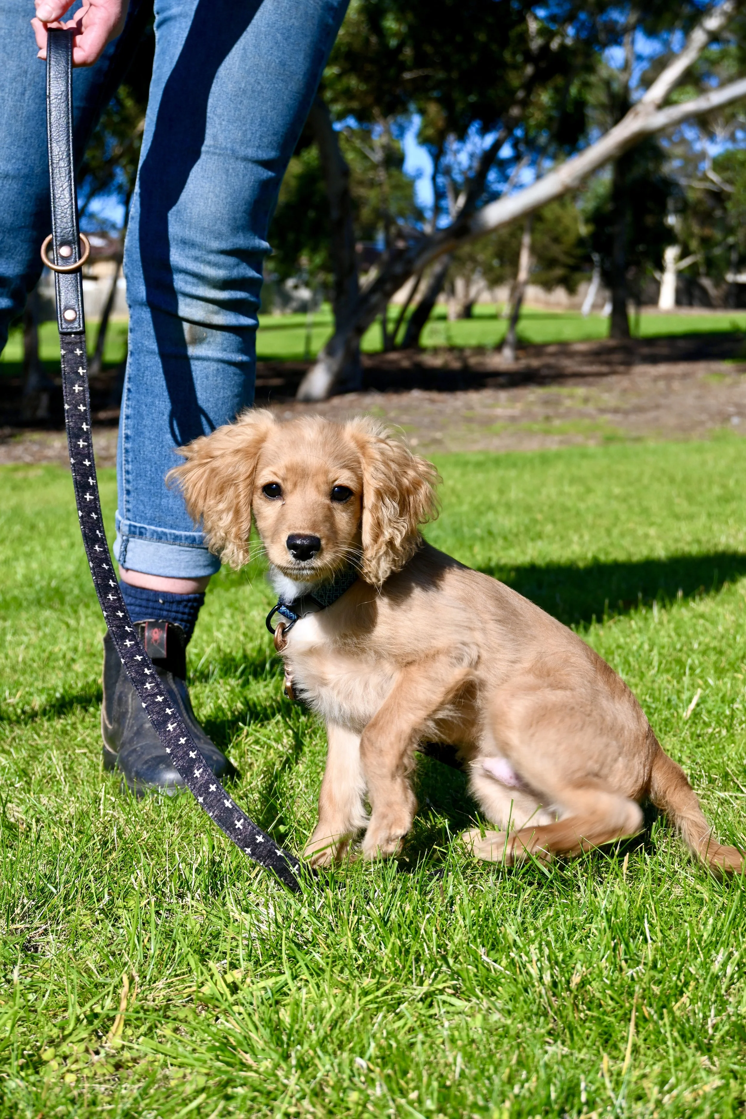 Services — Rock Dog Training For rock solid dogs