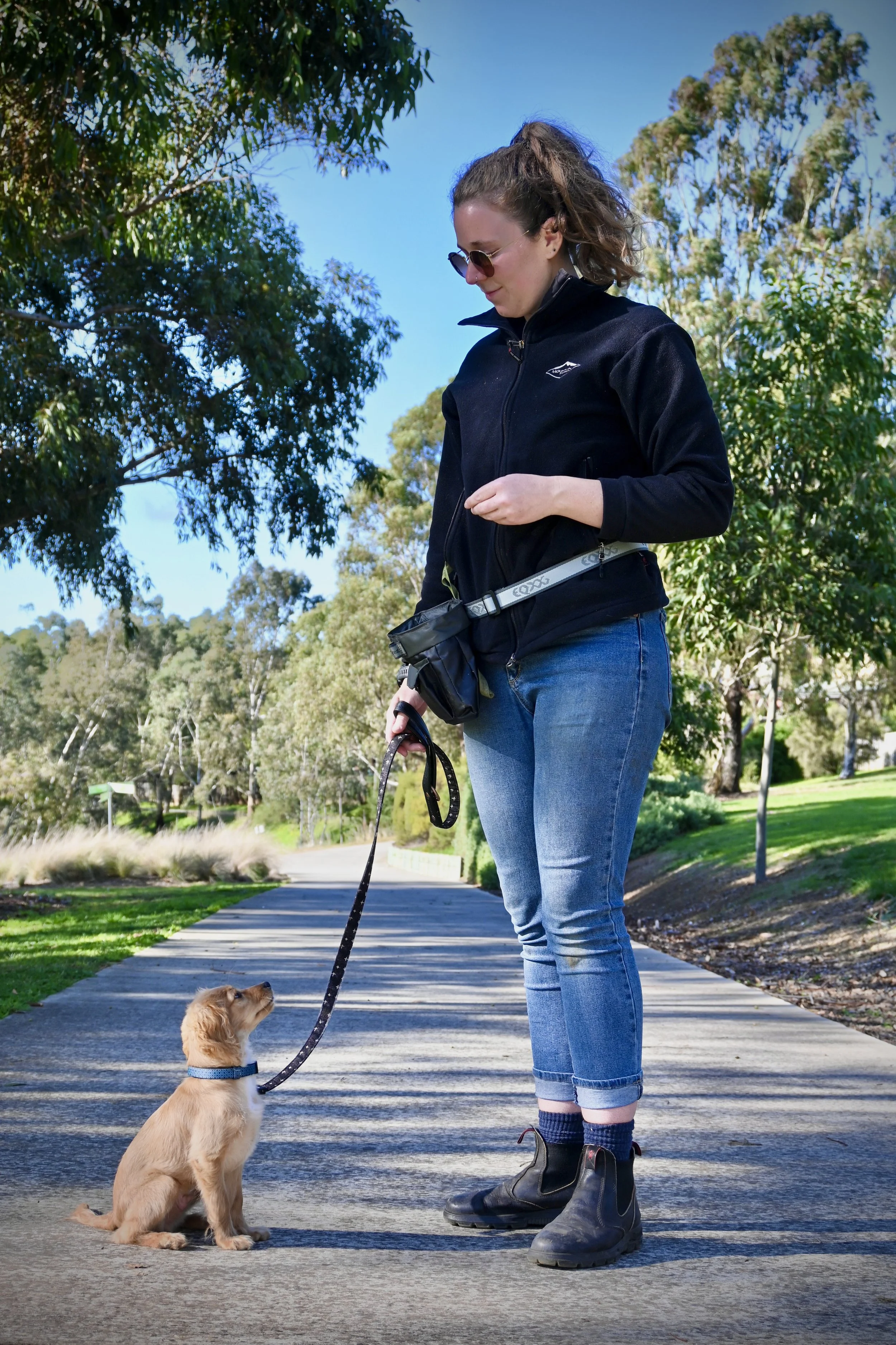 Services — Rock Dog Training For rock solid dogs