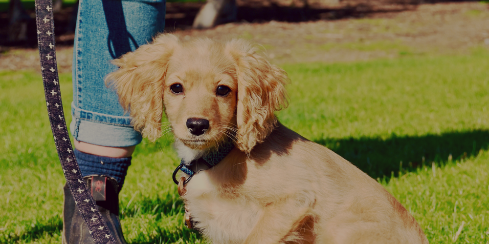 Rock Dog Training For rock solid dogs