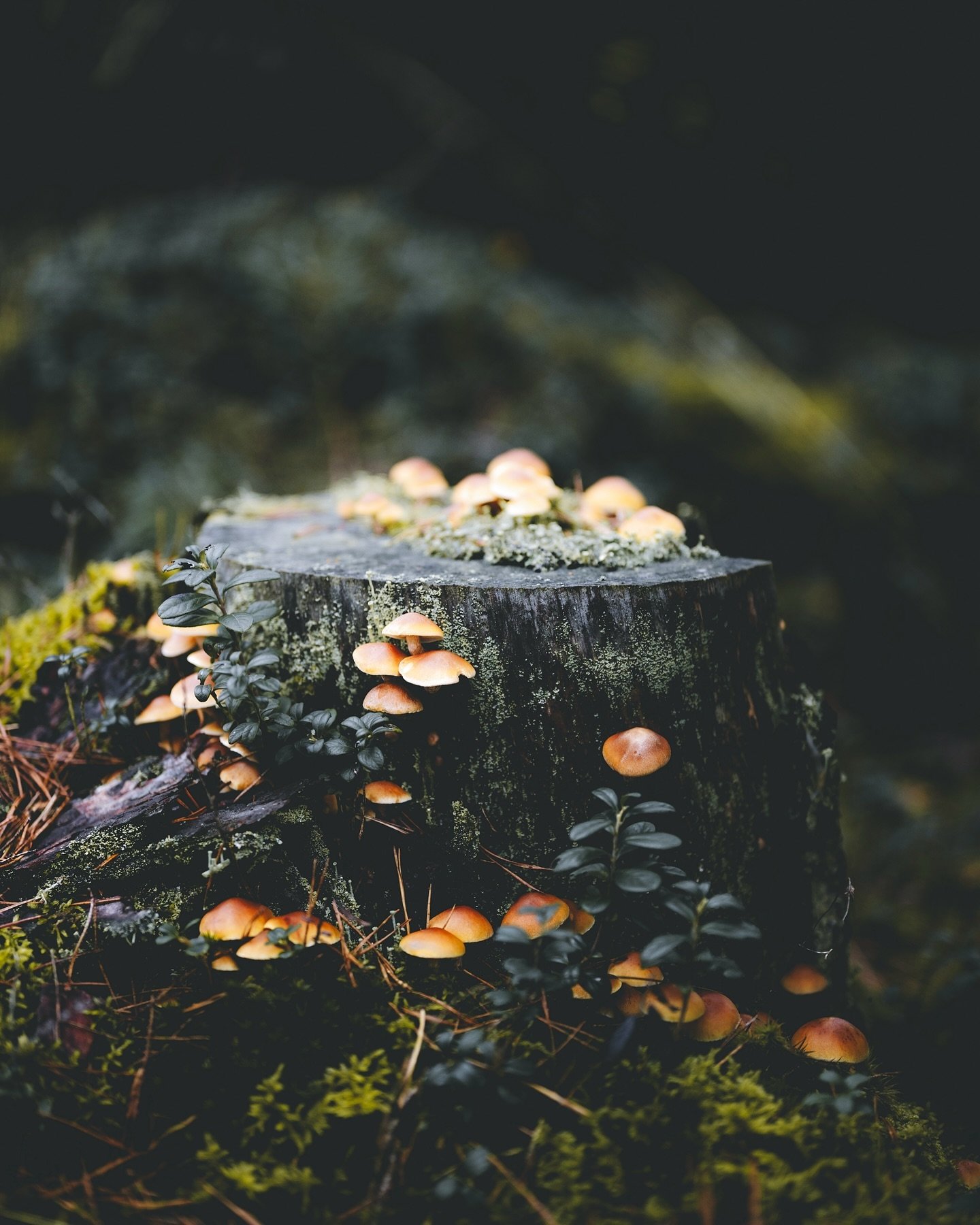 POV: you have shrunk, and your world now evolves around soft moss fields, big water droplets on pine needles and the music of the wind. You get to bring your little coffee pot and your fairy light string and move into a mushroom. Choose your home: