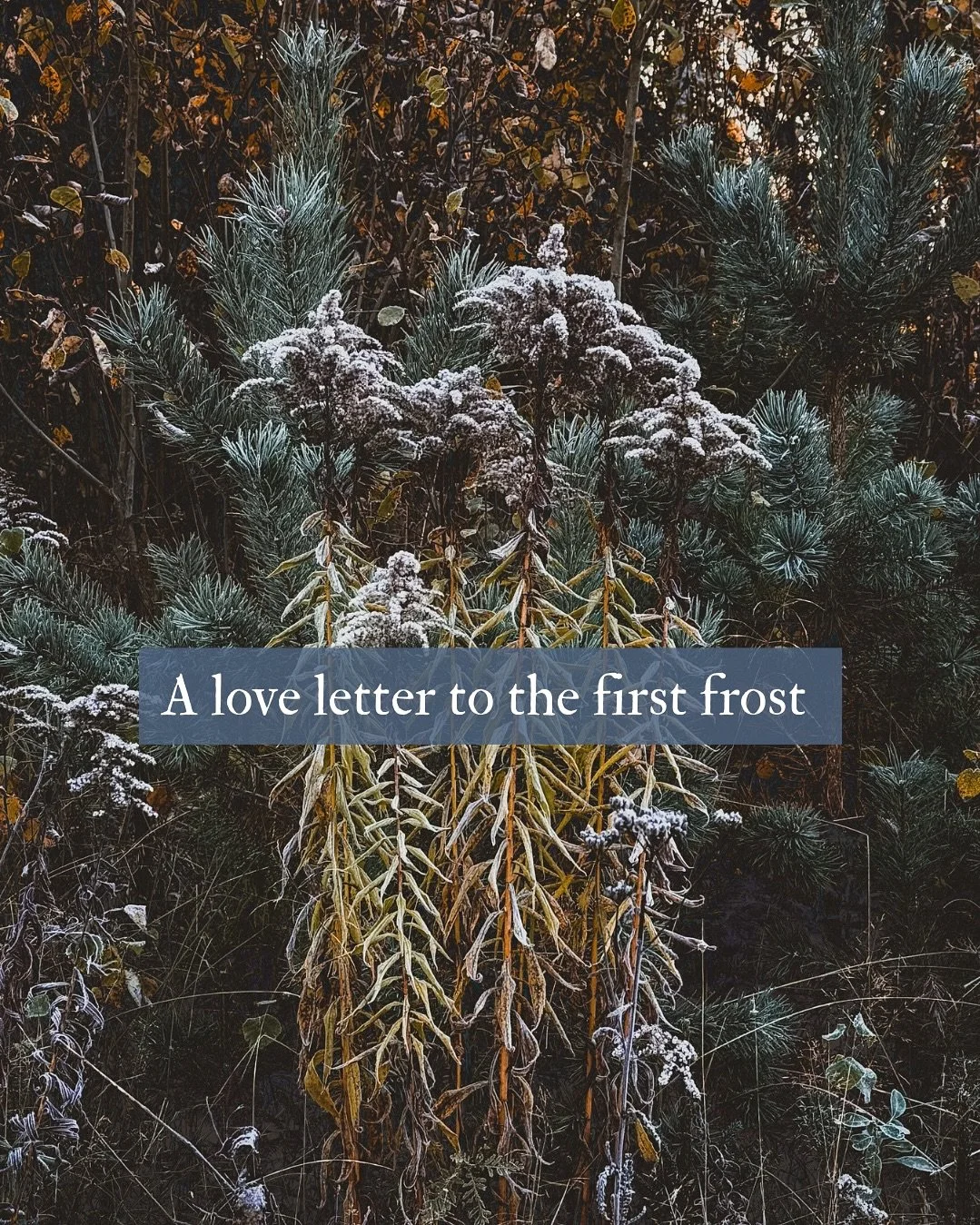 A love letter to the first night frost ❄️