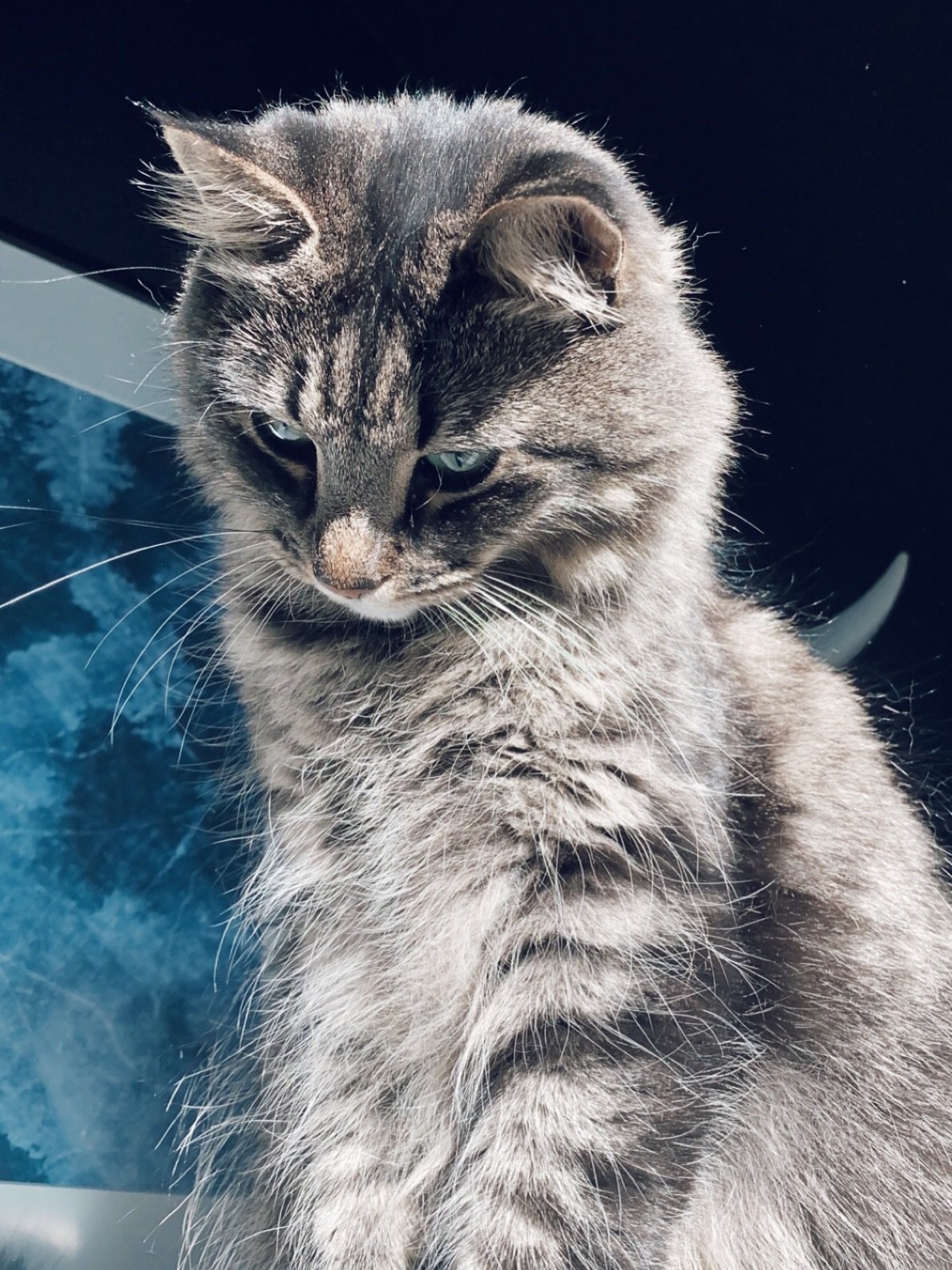 Happy 9th birthday to my soul familiar, my chaos gremlin, my bestest friend🐱 I keep saying more and more often that I would be lost without you, and I really mean that. 

Your little fluffy being contains the biggest personality, and you&rsquo;ve lo