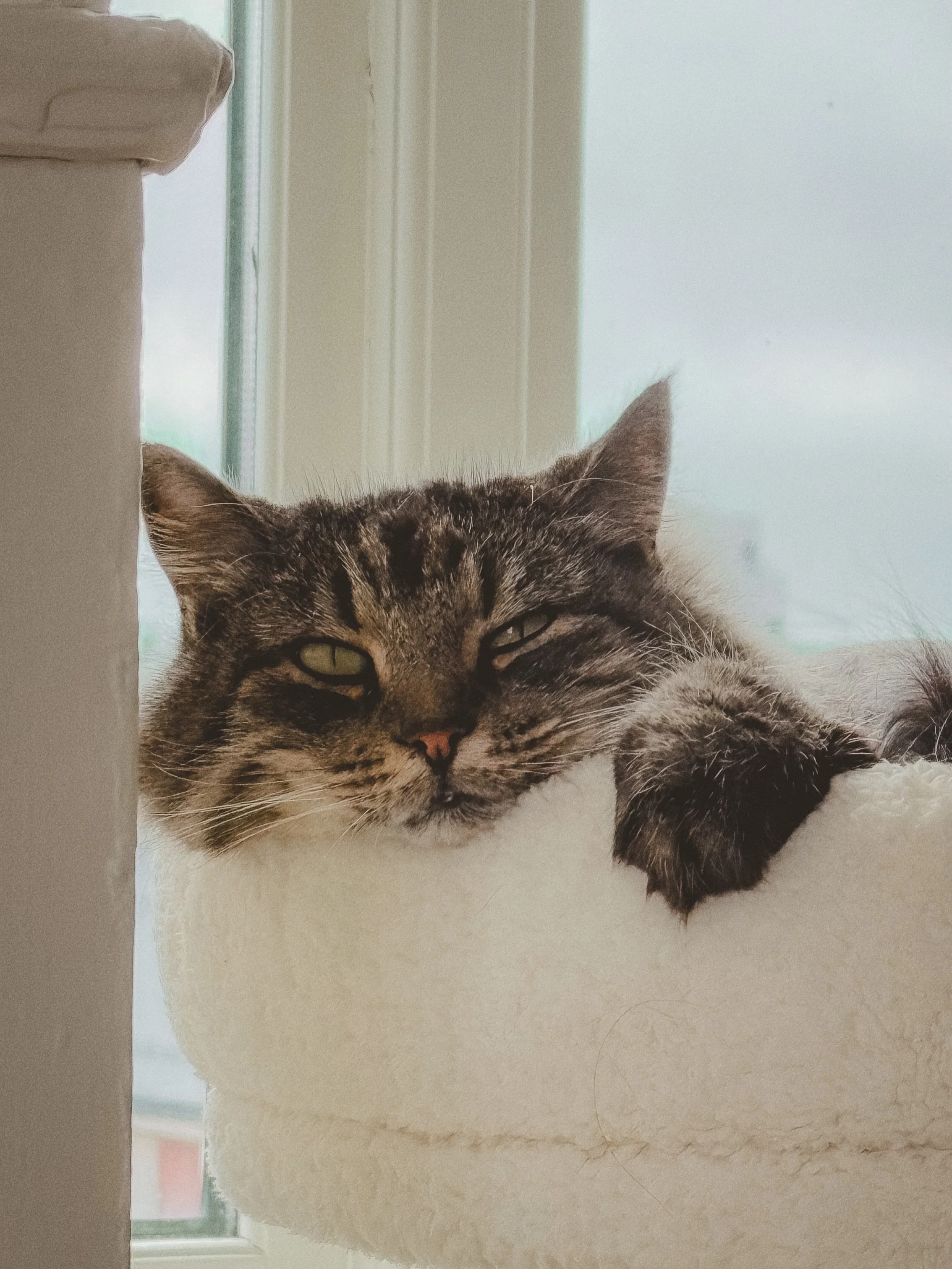 A visual love letter to my soul familiar and our bond. Having him lay on my chest when I&rsquo;m anxious, him always facing the door to watch over us while we go to sleep, him chirping with joy while making biscuits on my lap&hellip; it heals somethi