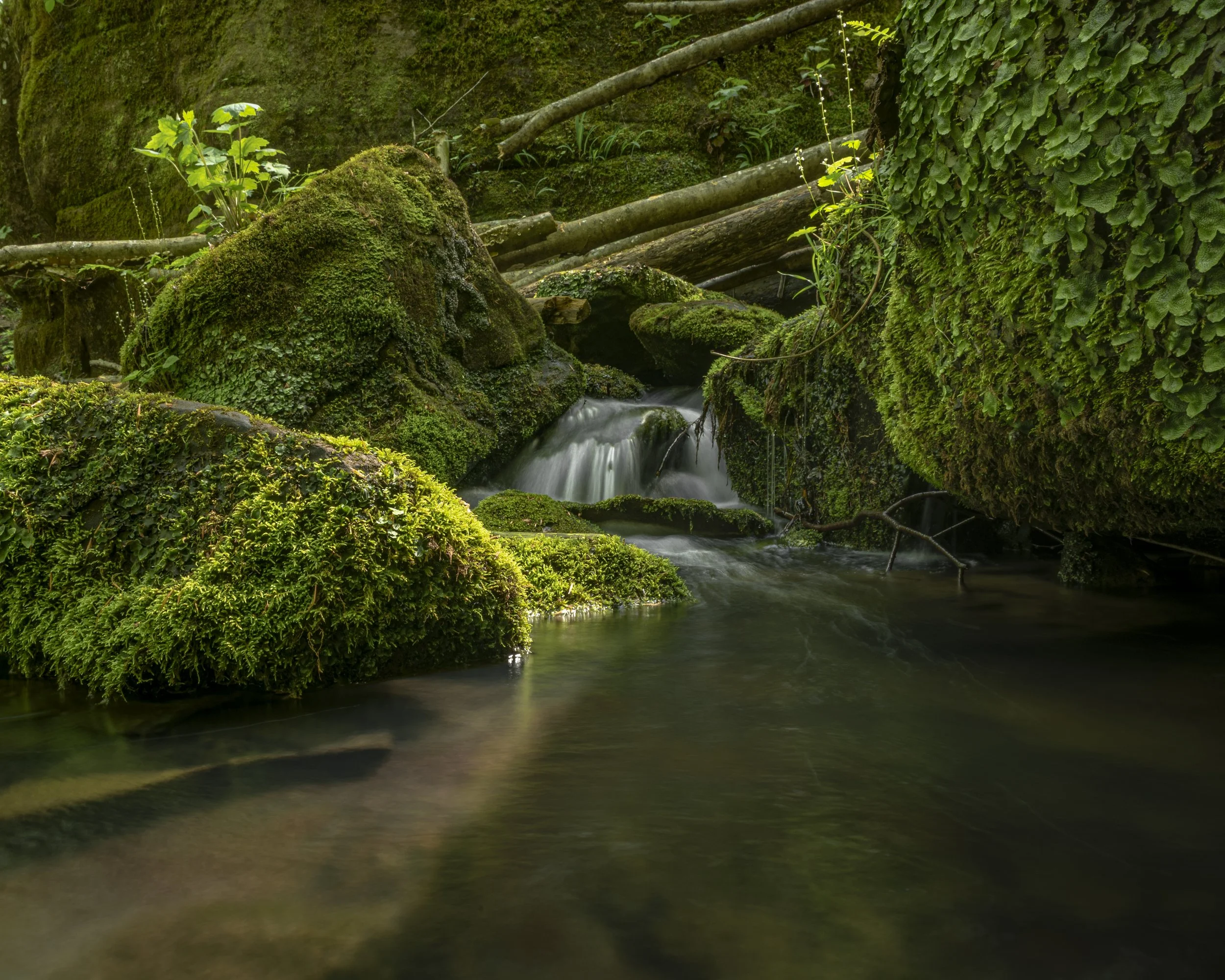 A small waterfall flowing over moss-covered rocks in a lush green forest with fallen logs and dense foliage.