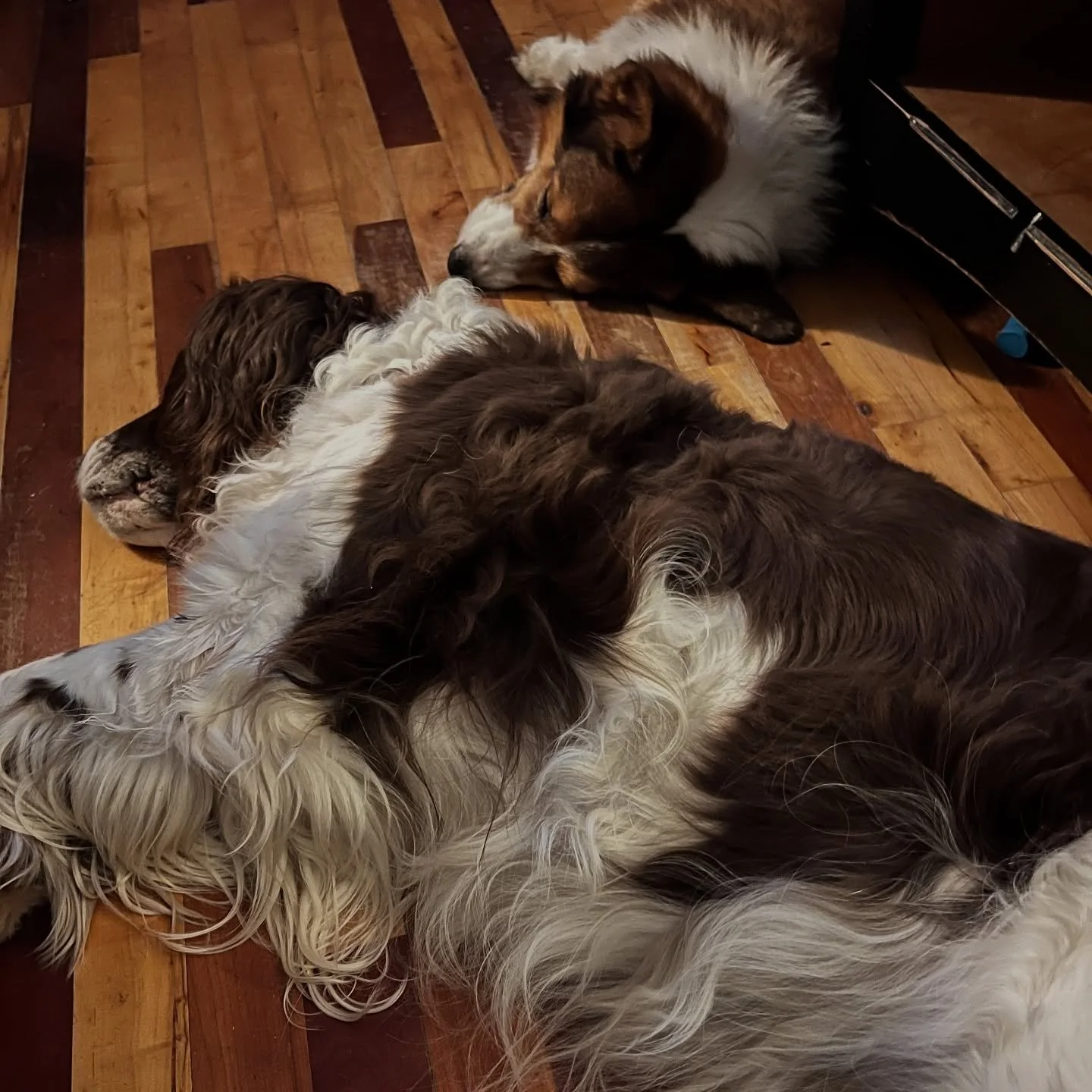 These are the kind of nights that feed my soul 🐶🐶💤💤❤️❤️ gotta recharge that creative energy. #lifeofawriter #authorlife #fridaynightin