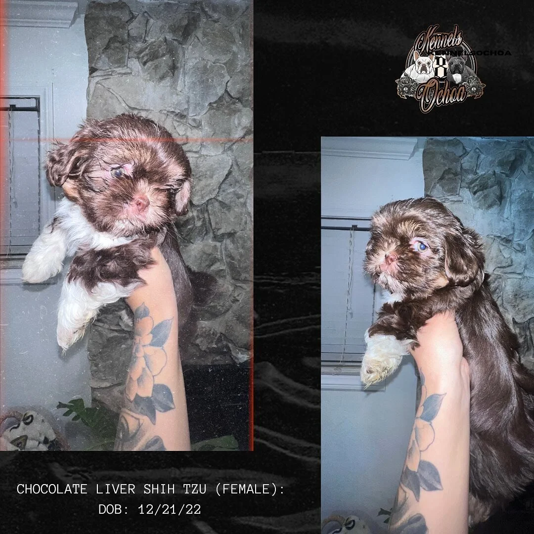 Kennels Ochoa x El Imperio Exotic Kennels