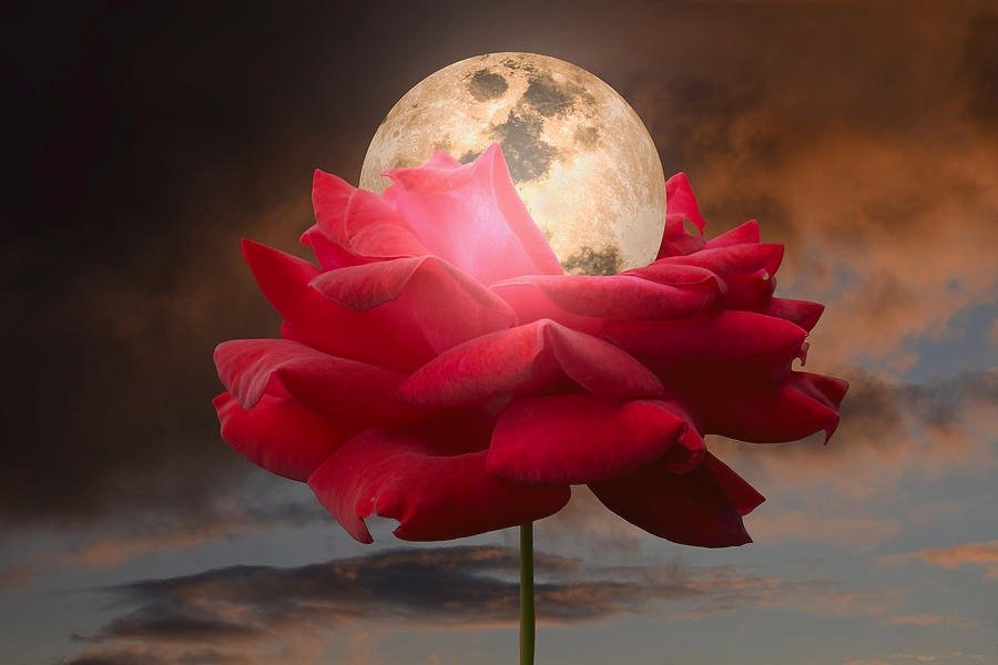 Personal 1 Month Mentorship Package