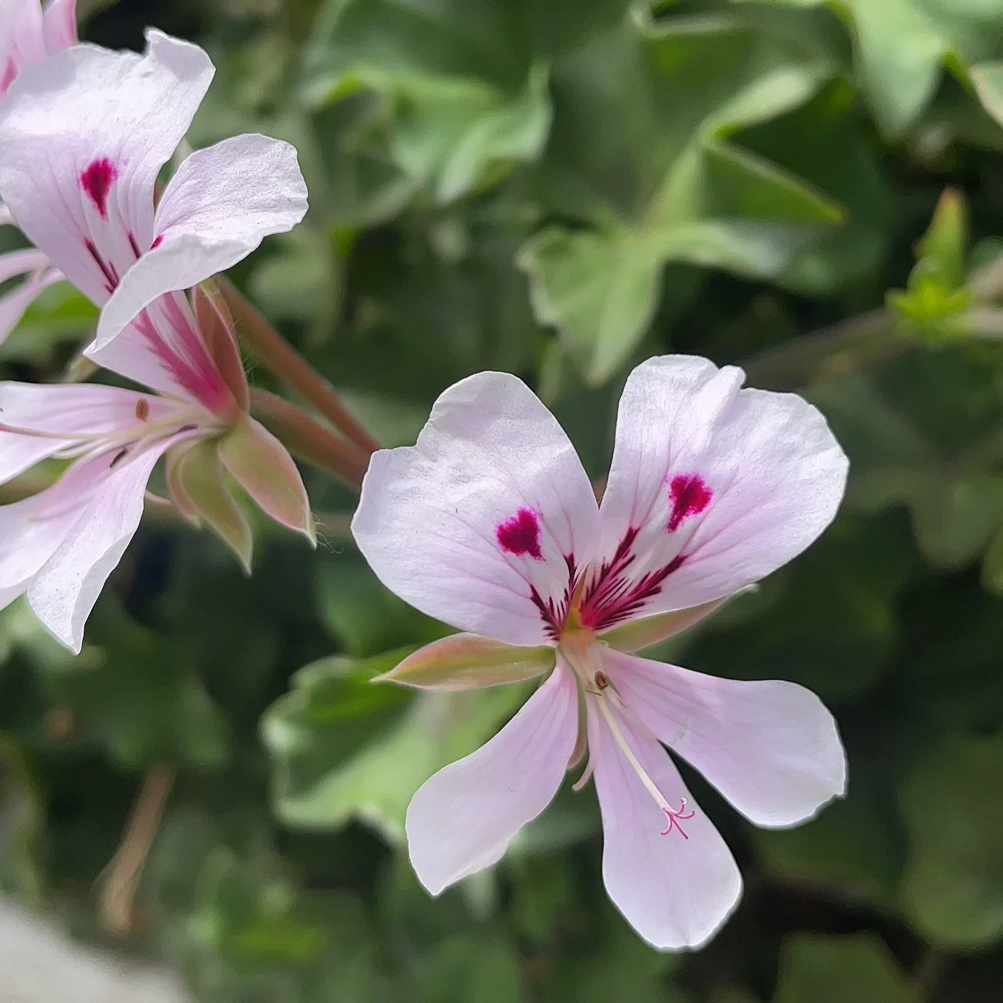 Happy Monday 🤗🫣 I hope you have a good week ahead 🧚🏾

Plant details:

This delicate bloom is a Pelargonium. Often mistaken for a geranium, but proudly South African at heart 🥰
You&rsquo;ll find them trailing over balconies, peeking through garde