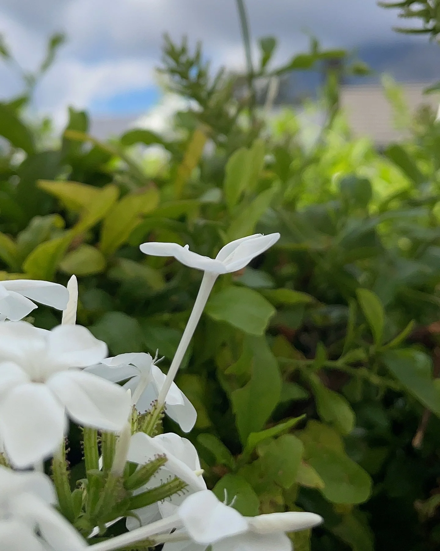 I hope you had a good week 🫶🌱

#tgif #plants #flowers #capetown
