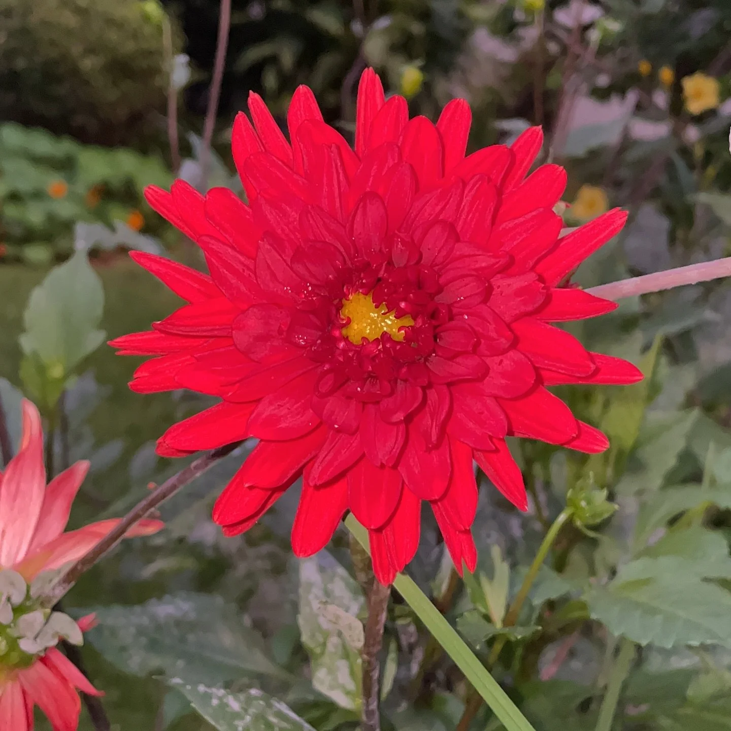 I hope you&rsquo;re having a good week? 😊 Autumn is in full glow this side 🥰 giving us more rainy days 🥹 

I love the signs of my birthday coming closer, brings me peace for some reason 🫠 

Flower details:

Bold, bright, and blooming 🥰 nothing s