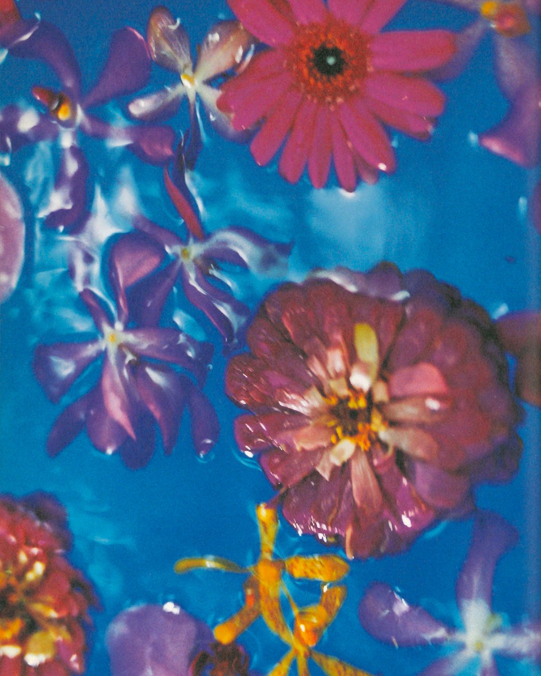 Oraora Joshi Ron 03.jpg