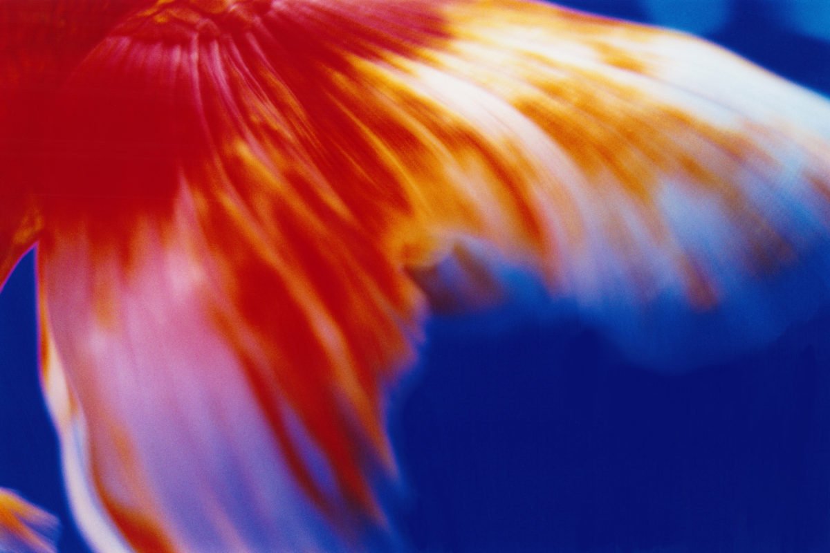 ld28-1200x800.jpeg