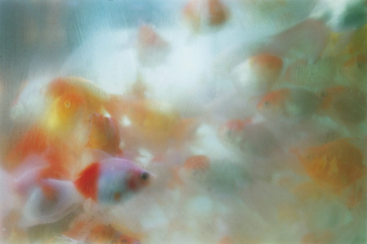 ld27-1200x800.jpeg