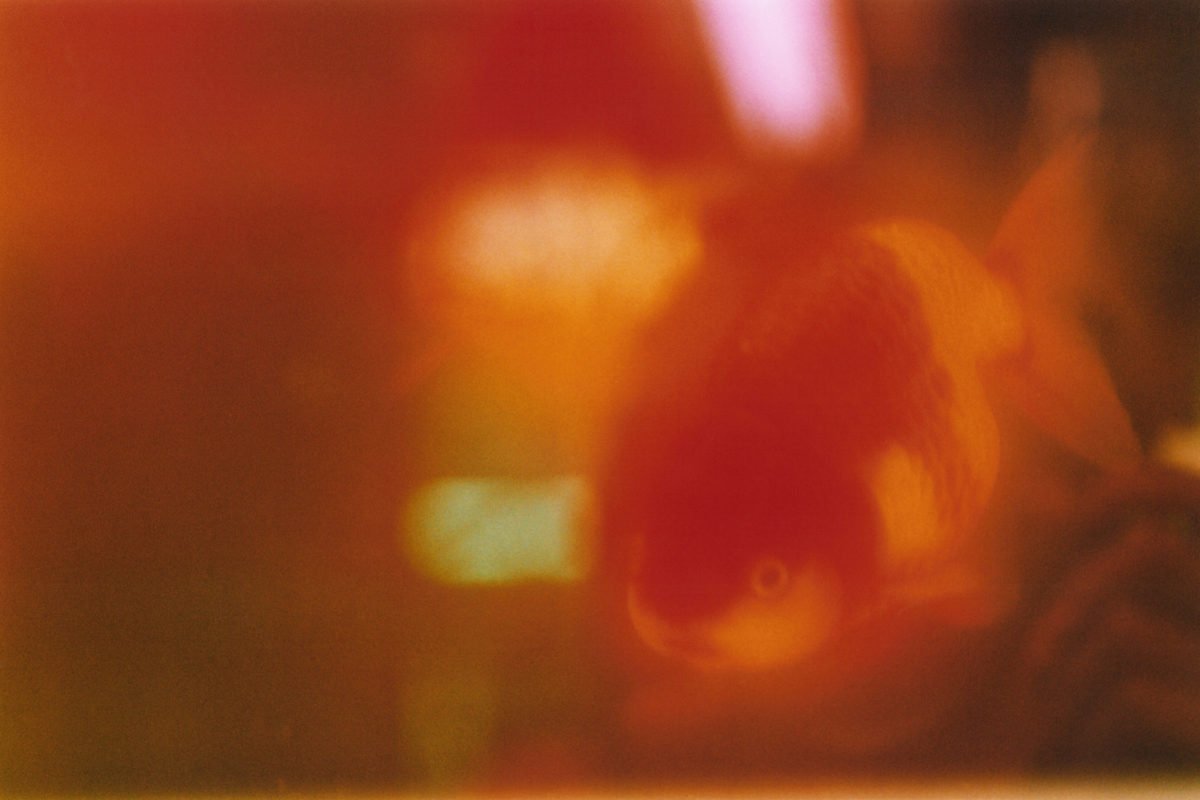 ld05-1200x800.jpeg