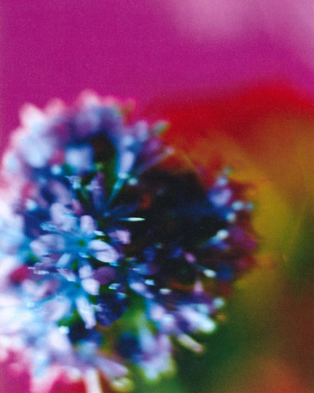 Mika Ninagawa Earthly Flowers 01.jpg