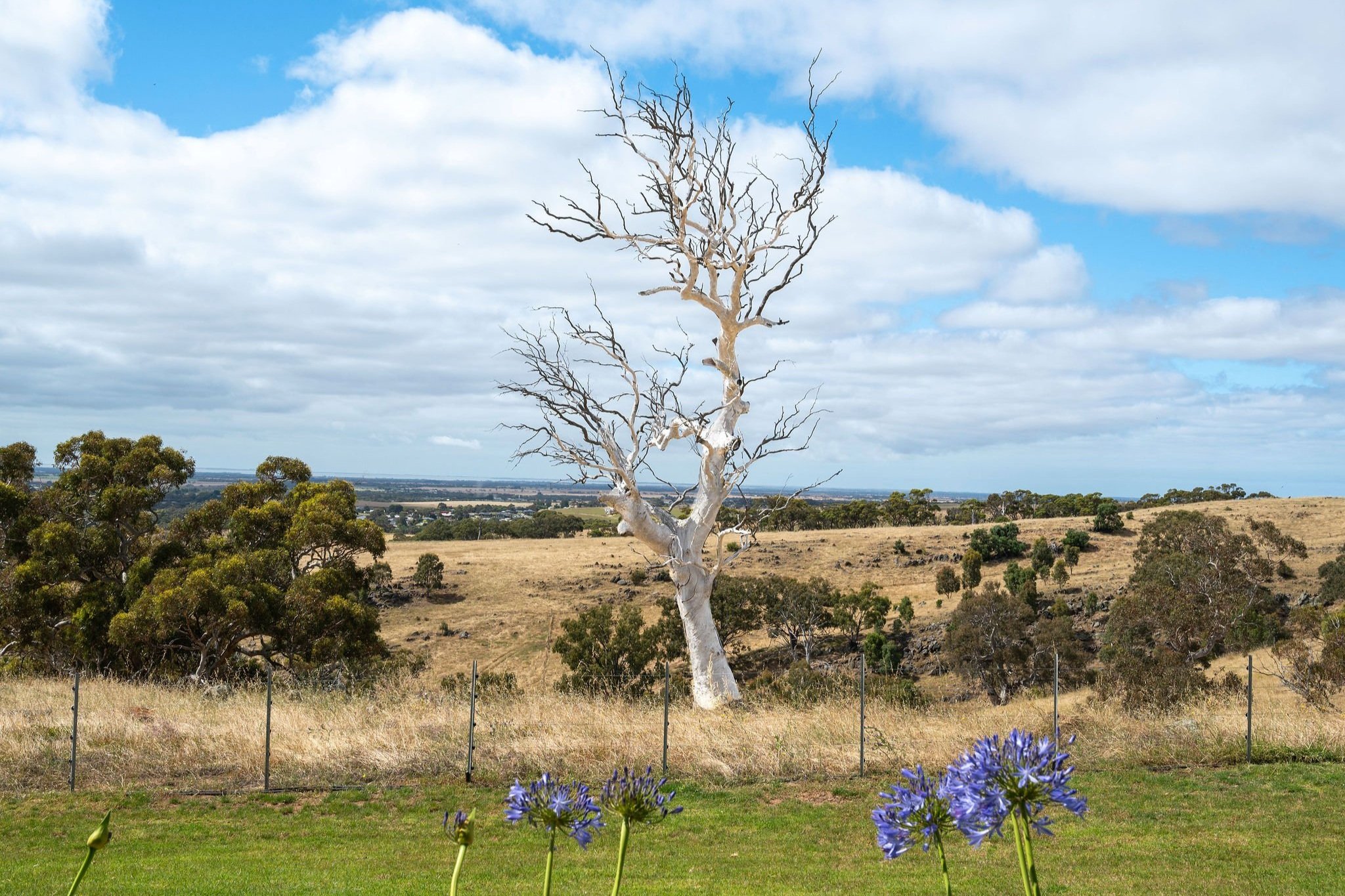 TREE_Z62_0593.jpg