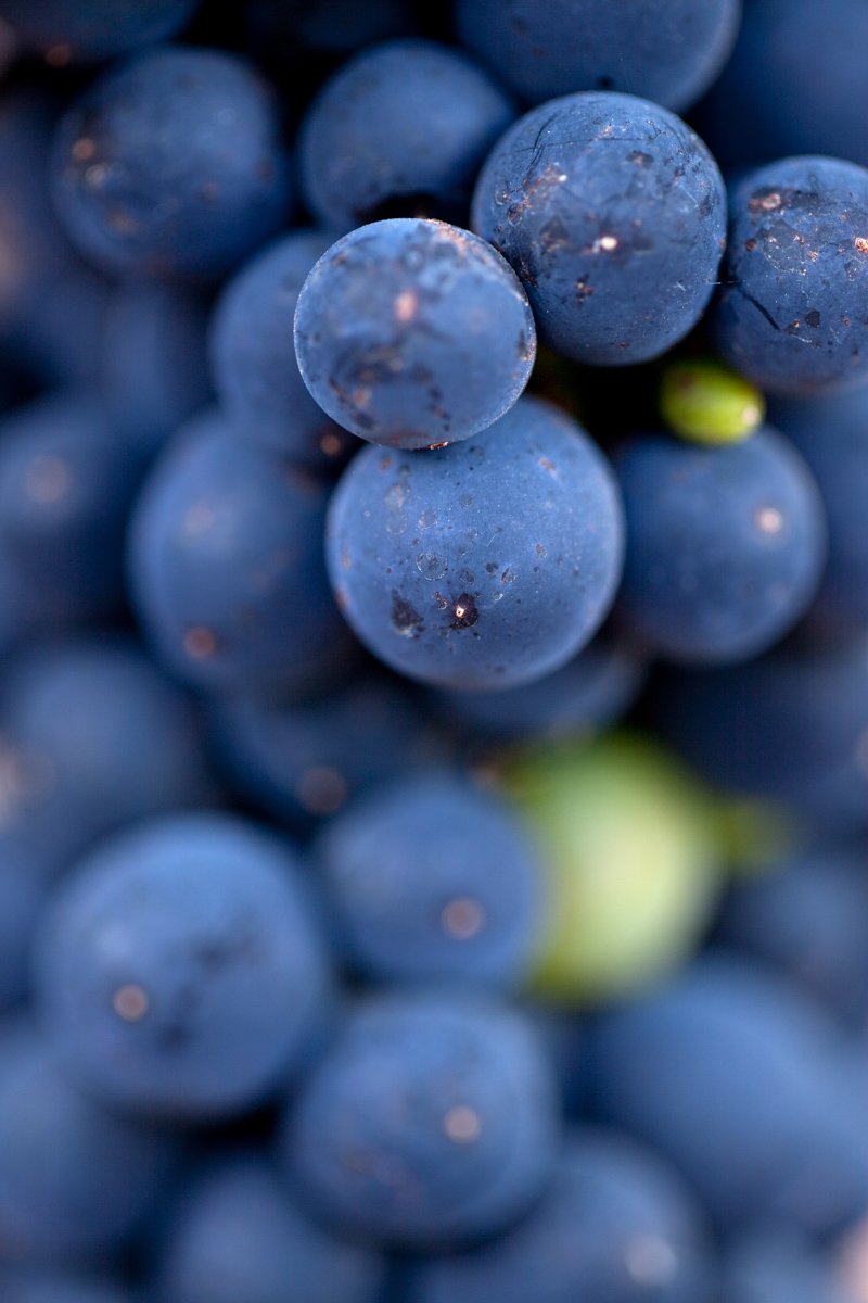 A tight macro photography study detailing purple wine grapes on the vine at Oldenburg, by Bakkes.