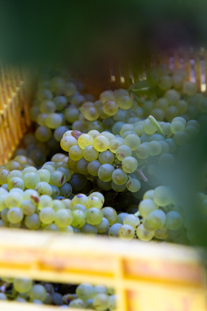 Close-up macro detail of freshly picked white wine grapes filling a harvest bin at Backsberg, by Bakkes.