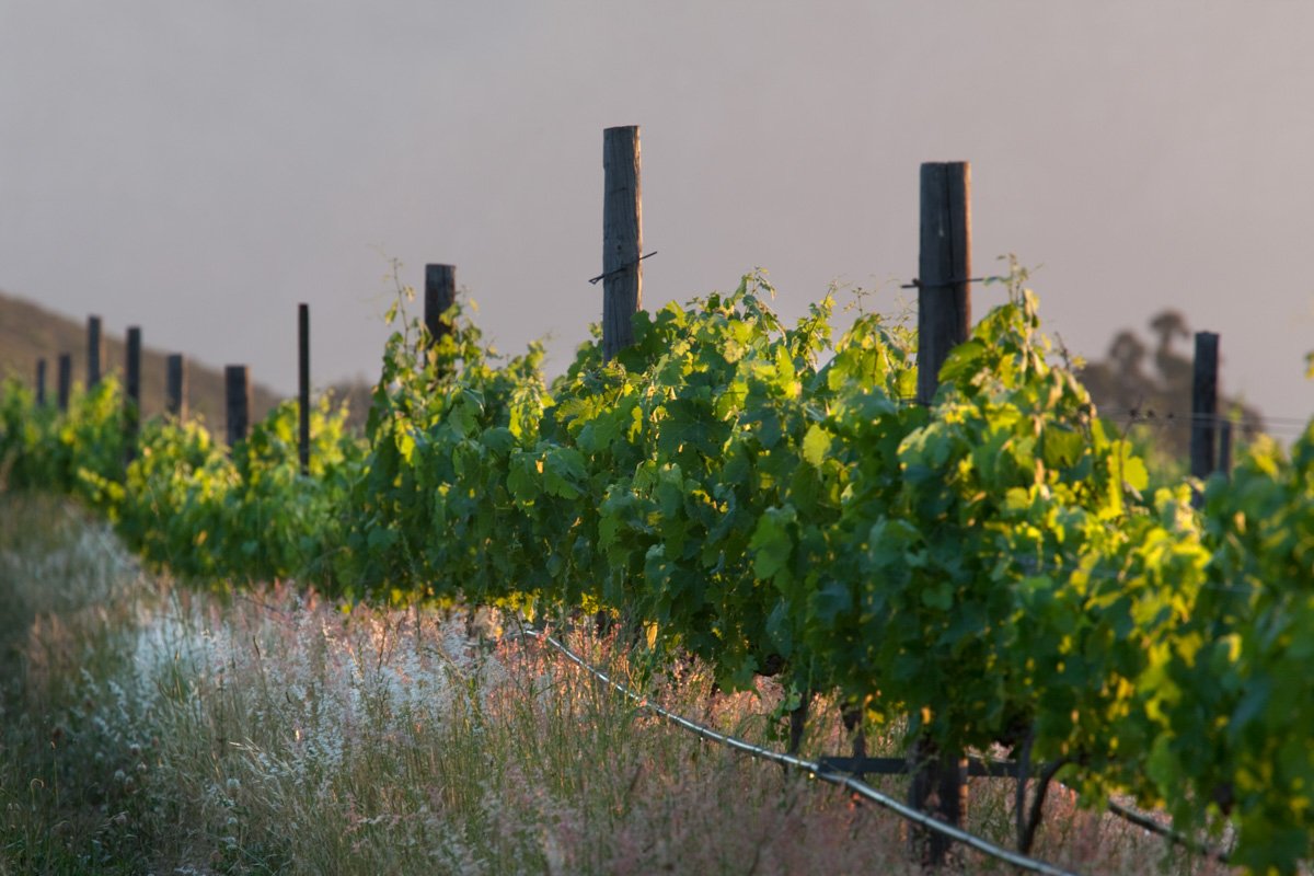 Neat green grapevines catching the crisp late afternoon golden hour light at Avondale, by Bakkes Images.