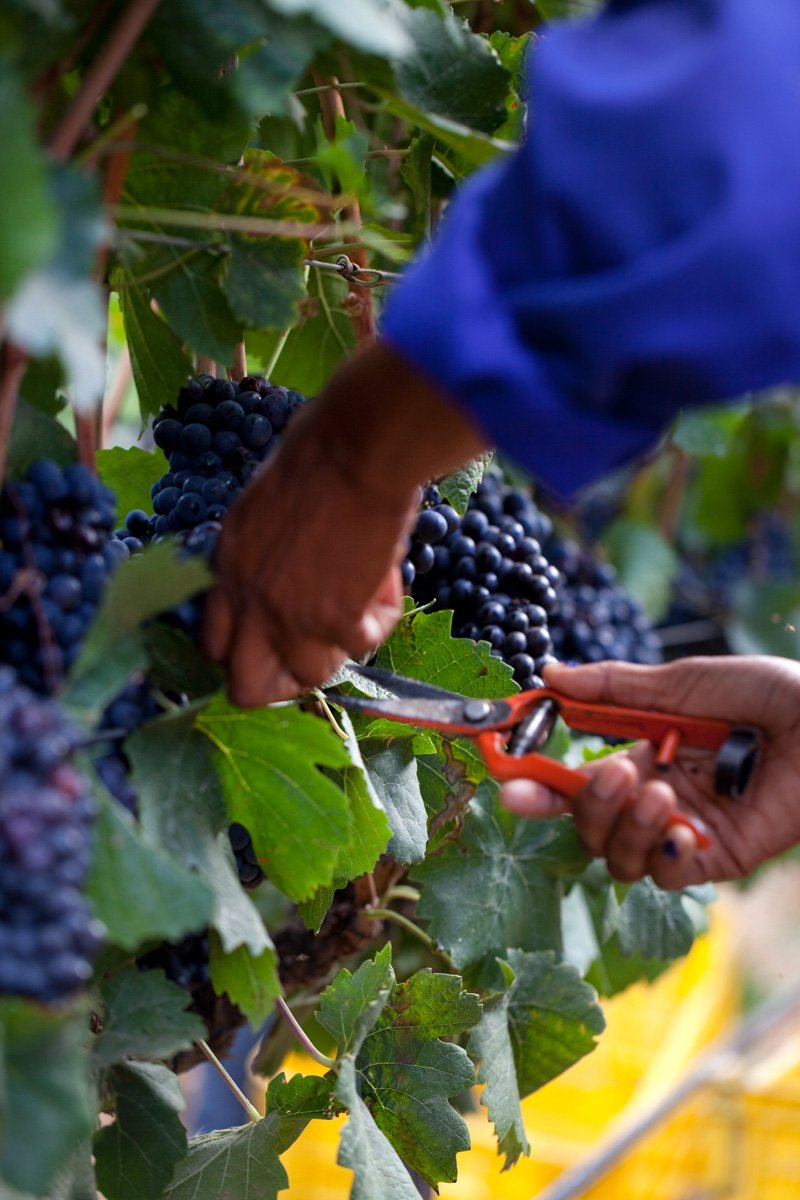 Close-up detail shot of hands using shears to snip ripe purple grape bunches at Graham Beck, by Bakkes Images.