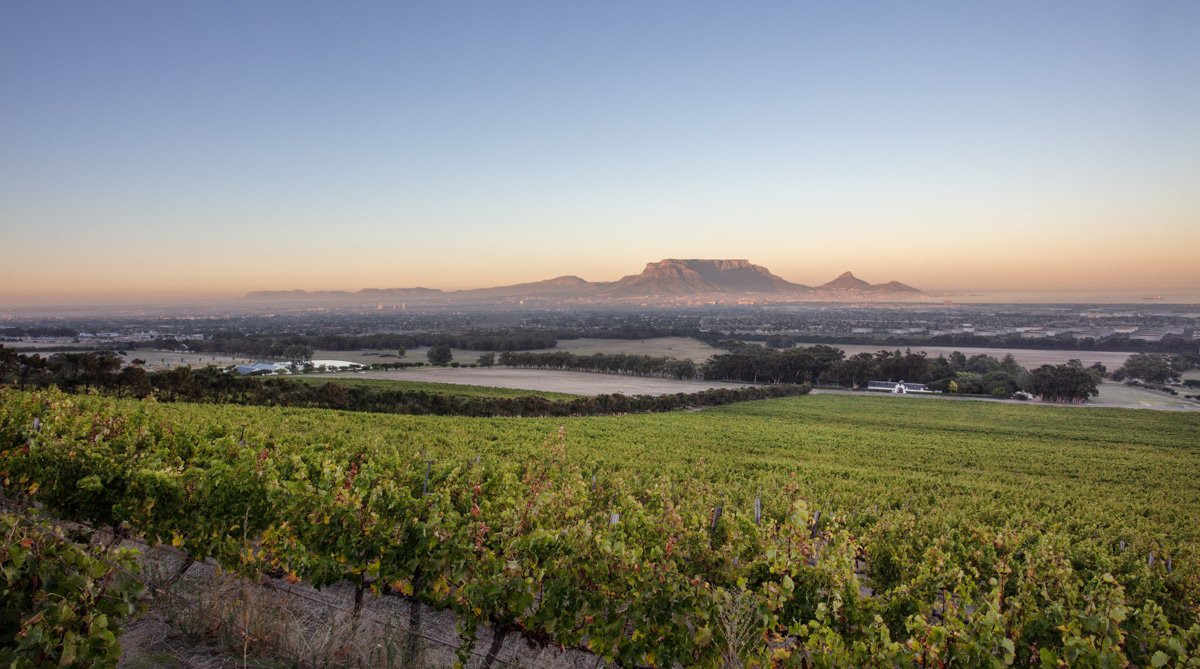 Distant view of Table Mountain stretching beyond lush green vineyard rows at dusk, captured by Bakkes.
