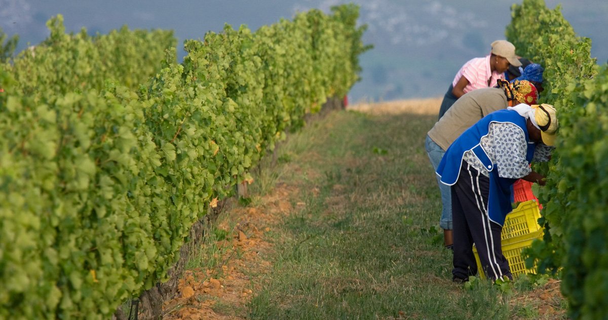 A collaborative team of farm workers hand-selecting grape bunches inside a dense vineyard patch, by Bakkes.